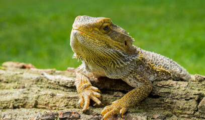 lizard bearded dragon agama close-up