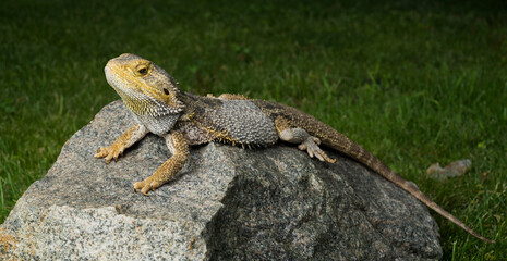 lizard bearded dragon agama close-up