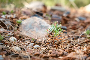 Naklejka na ściany i meble Afforestation and regrow forests. New growth of a small pine sapling and grass growing on the forest floor next to burnt trees after the devastation of a forest fire