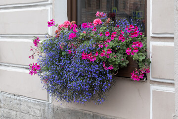 Fototapeta premium beautiful flowers on the outside windowsill.