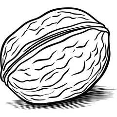 Walnut sketch outline drawing