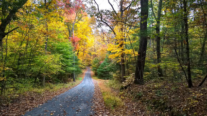 Fototapeta premium A country road going through the trees in fall.