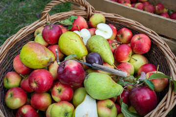 Nahaufnahme eines großen Korbes, überwiegen mit verschiedenen Sorten Äpfel gefüllt, Birnen und...