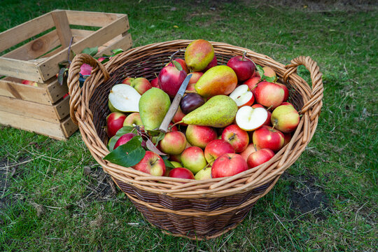 Gute Obsternte - Großer Obstkorb mit reifen Äpfel gefüllt, paar Birnen und Pflaumen sind auch mitdabei, ein Apfel und eine Birne liegen aufgeschnitten oben auf.