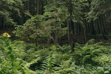 Mystic calm wilderness landscape dark forest with pine trees and moss on rocks. Fear and lost depressed mood concept. Horizontal natural background.