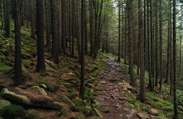 Mystic calm wilderness landscape dark forest with pine trees and moss on rocks. Fear and lost depressed mood concept. Horizontal natural background.
