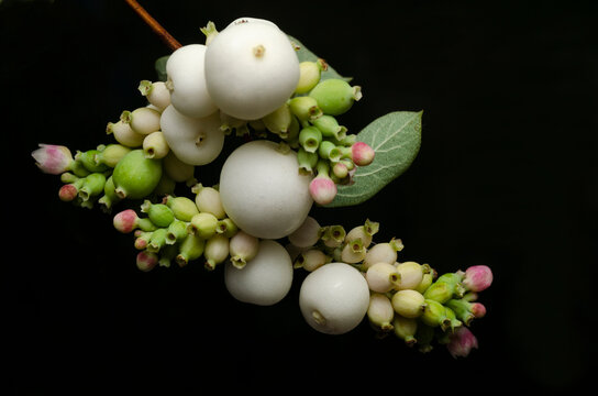 Symphoricarpos albus изолирован на черном фоне