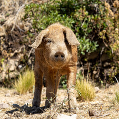 Cerdo en la Isla del Sol en La Paz, Bolivia