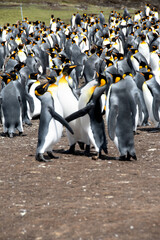 Colony of King Penguins at Volunteer Point, Falkland Islands.