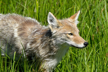 Naklejka na ściany i meble Coyote in a field of green grass in Yellowstone National Park.