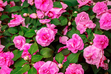 Home flower impatiens balsamina.