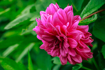 Pink dahlia flower.
