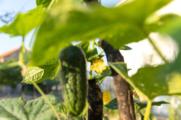 Cucumber harvest. Cucumbers grow on the farm. Leaves, flowers and fruits of cucumbers.