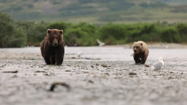 Brown bear with Cubs in Katmai, Alaska