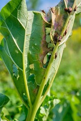 Rhubarb leaves damaged by a sucking pest in a garden bed. Rhubarb cultivation, agriculture, pests.