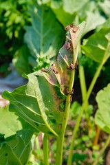 Rhubarb leaves damaged by a sucking pest in a garden bed. Rhubarb cultivation, agriculture, pests.