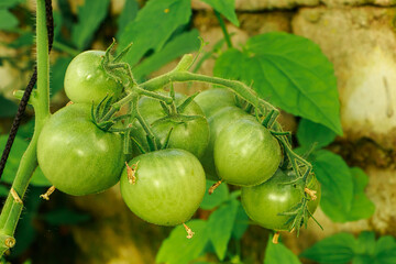 Unripe green tomatoes on branch.