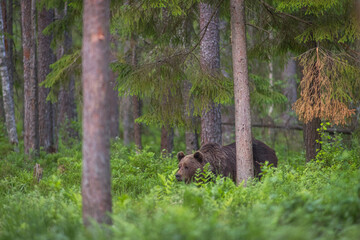 brown bear in the woods close up smiling in Estonia Baltic States Europe detail male female trees hunting - Powered by Adobe