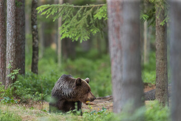 brown bear in the woods close up smiling in Estonia Baltic States Europe detail male female trees hunting