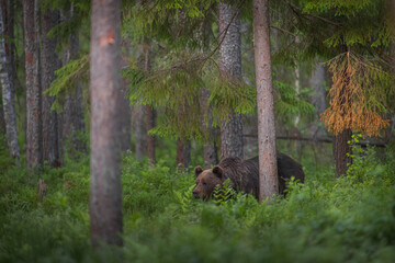 brown bear in the woods close up smiling in Estonia Baltic States Europe detail male female trees...