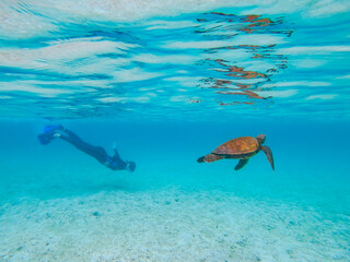 Young female diver snorkelling near a turtle swimming in a shallow calm ocean near Pinzón island...