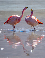 Pareja de flamencos salvajes en la laguna colorada en Bolivia