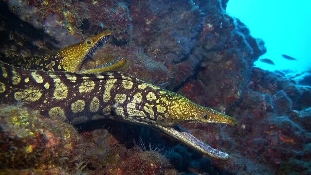 Moray eel undewater. The fangtooth moray (Enchelycore anatina) sometimes also known as tiger moray, close-up view