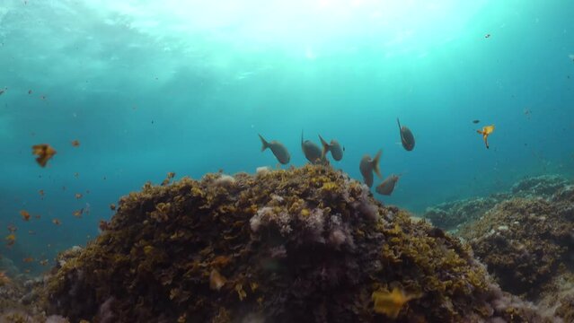 Coral reef underwater. Flock of small beautiful reef fishes at the bottom of the sea.	