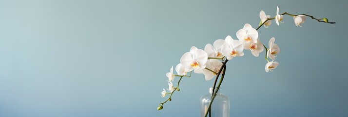 Fototapeta na wymiar beautiful pink and white orchids on plain background with copy space