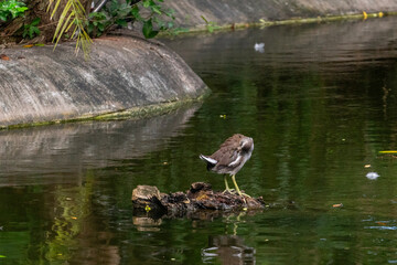 Wild Animals around de zoo.