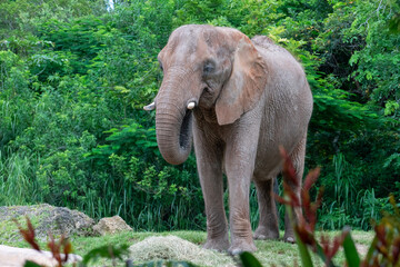 Fototapeta premium Wild Animals around de zoo.