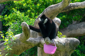 Wild Animals around de zoo.