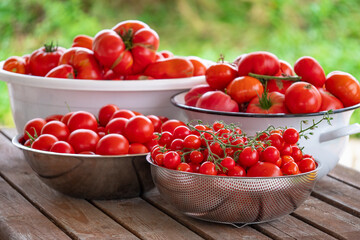 home tomatoes, different varieties from home garden - real photo from harvest