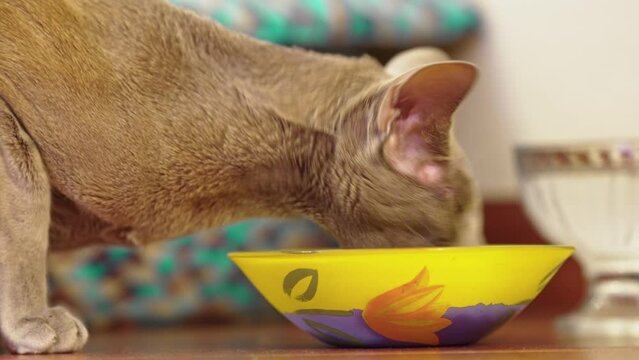 A gray oriental cat eats food from a bowl.