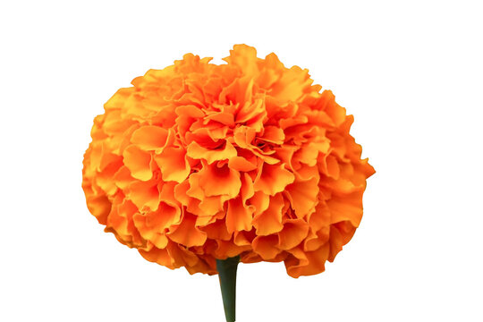 Fresh Orange Marigold or Tagetes Erecta flower isolated on transparent background. Object with clipping path.