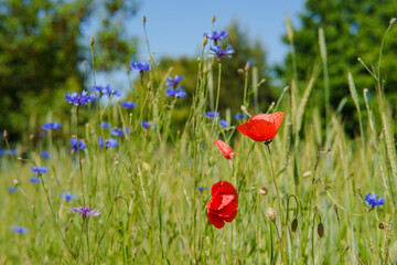 A field with red poppy flower (papaver rhoeas) and blue cornflowers (Centaurea cyanus) in the...