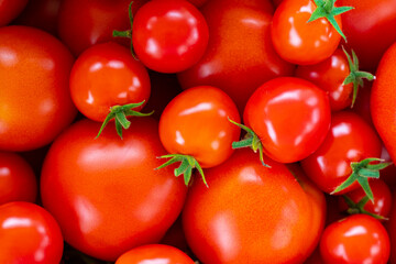 home tomatoes, different varieties from home garden - real photo from harvest