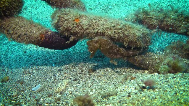Marine life of Colorful Coral Reef: a vibrant underwater world of vivid hues and dazzling marine life.