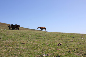 Obraz premium four wild horses in the mountains