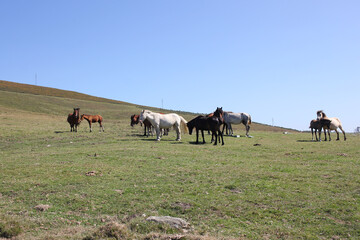 Fototapeta premium wild horses in Campo do Oso, Spain