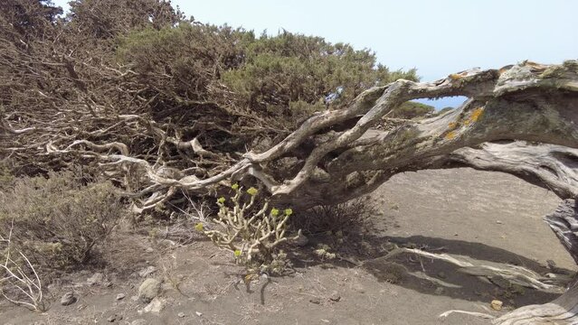 crooked juniper tree in the island of el hierro in the canary islands 