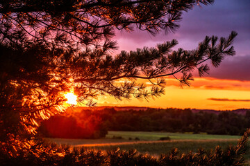 A colorful sunset framed by a white pine with the countryside in the background.