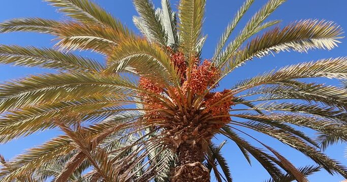 Fresh ripe tasty yellow dates on the palm tree in Egypt