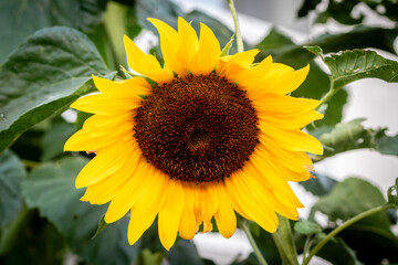 sunflower in the garden