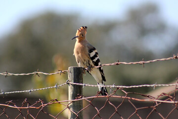 poupa pousa da na cerca © francisco