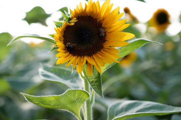 sunflower with bee