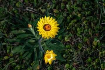 Yellow Paper Daisy