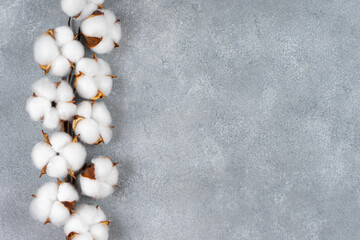 Dry cotton branch with fluffy flowers on light gray concrete textured background. Top view, flat...