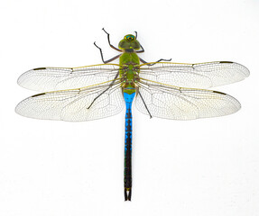 male common green darner - Anax junius - is a species of dragonfly in the family Aeshnidae. One of...