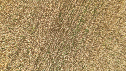 oat field as agricultural concept background